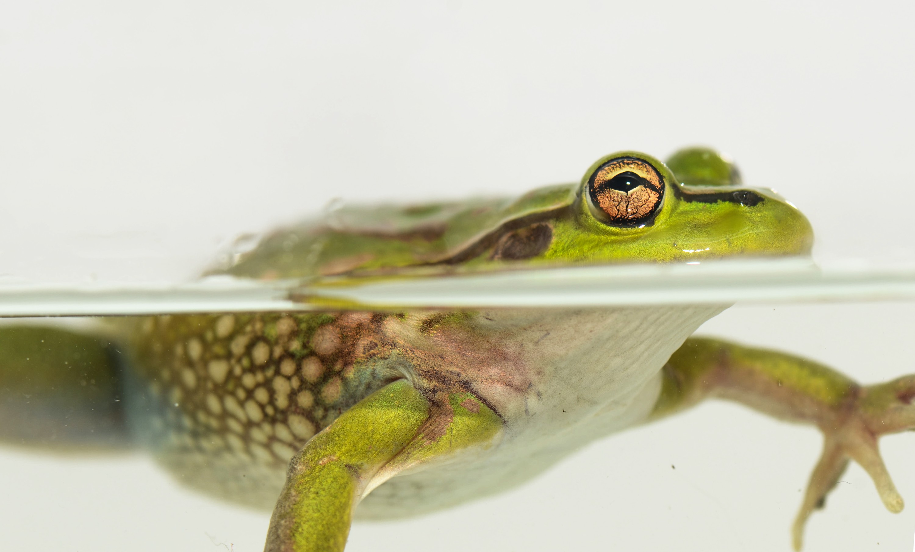 DSC_7081 – Green, Bell, Frog, Litoria, aurea, introduced, new zealand, nz, new, zealand, crispin